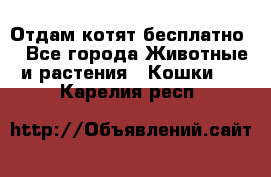 Отдам котят бесплатно  - Все города Животные и растения » Кошки   . Карелия респ.